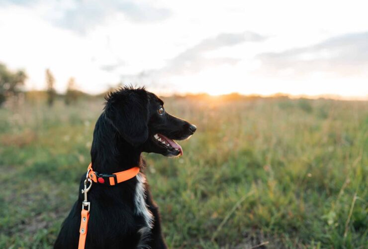 Golpe de calor en animales: cómo identificarlo y cómo actuar