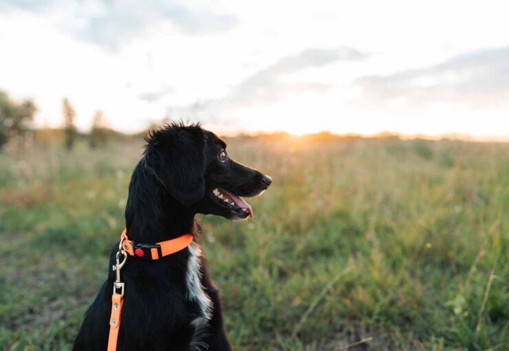 Golpe de calor en animales: cómo identificarlo y cómo actuar