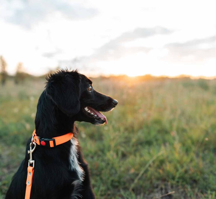 Golpe de calor en animales: cómo identificarlo y cómo actuar