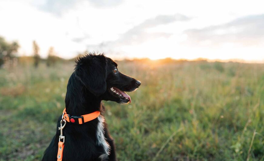 Golpe de calor en perros: síntomas, efectos y tratamiento
