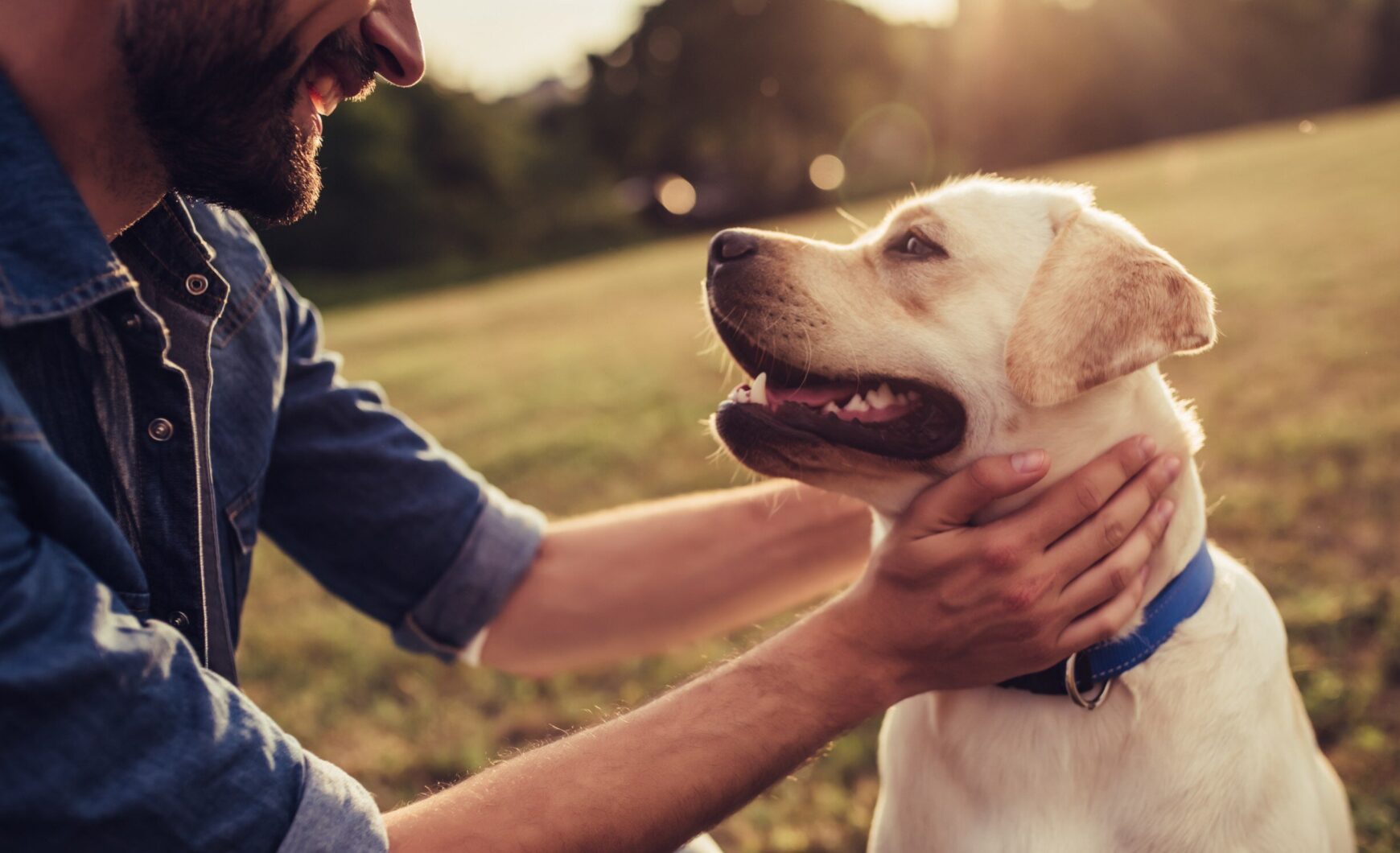 Filaria en perros: descubre cómo se transmite, sus síntomas y tratamiento