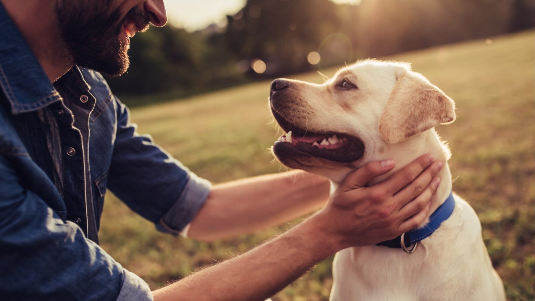 Filariosis canina: descubre cómo se transmite, sus síntomas y tratamiento