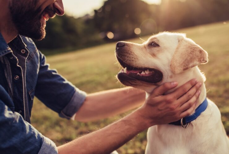 Filariosis en perros: Descubre cómo se transmite, sus síntomas y tratamiento