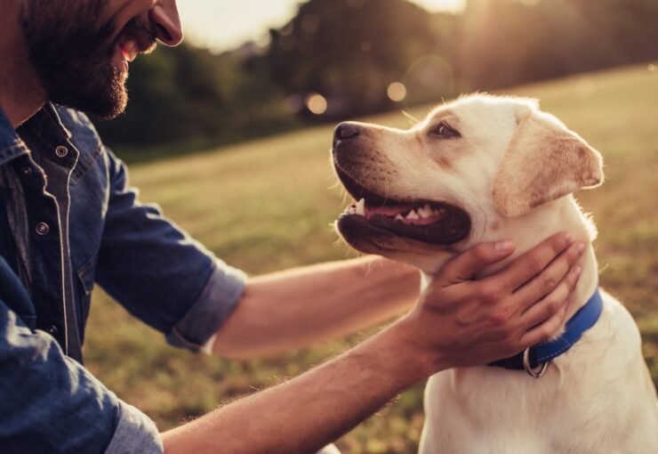 Filariosis canina: descubre cómo se transmite, sus síntomas y tratamiento