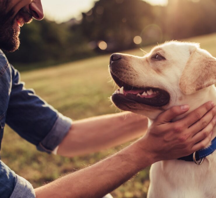 Filaria en perros: descubre cómo se transmite, sus síntomas y tratamiento