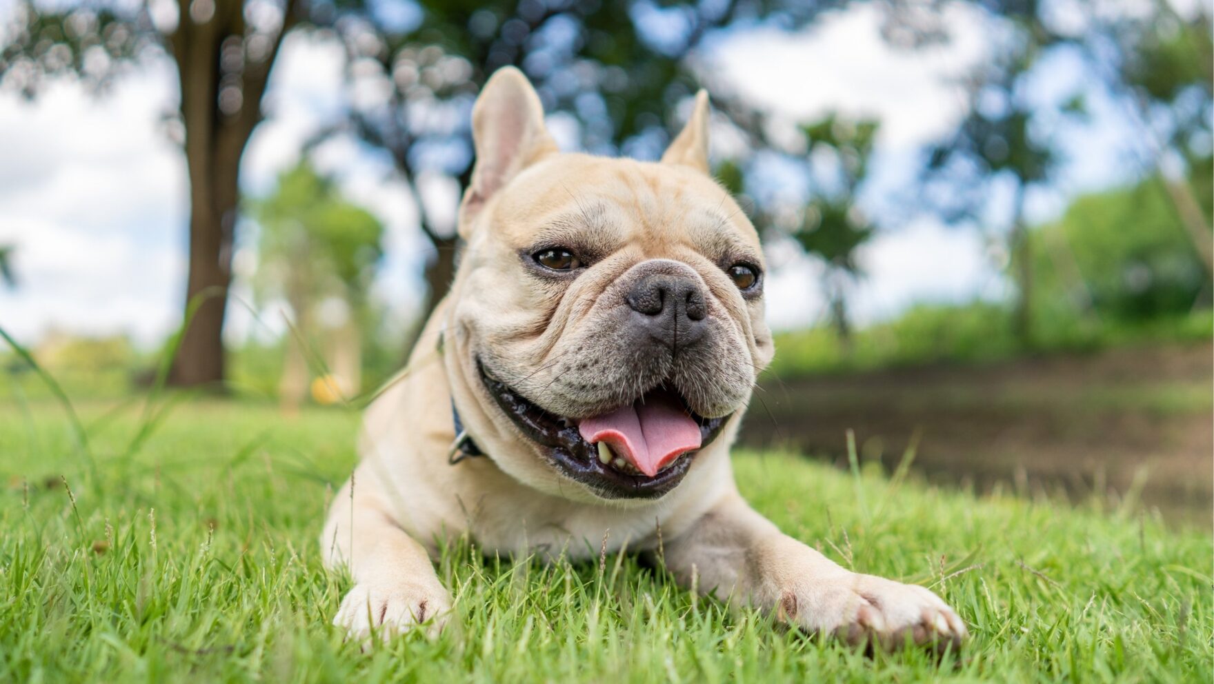 Guía completa sobre el síndrome braquicefálico en perros: Causas, síntomas y tratamiento