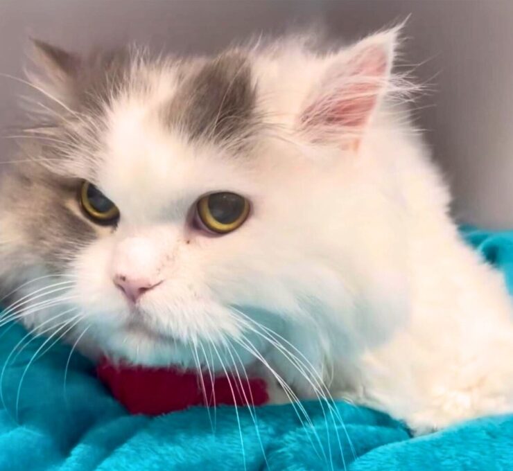Conoce a Bolis: Así es la recuperación de un gato con fractura de fémur