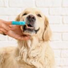 Higiene dental en perros: consejos, prevención y cuidados