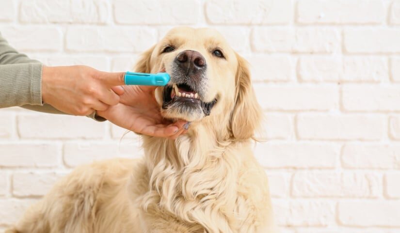 Consejos para el cuidado dental de nuestros perros