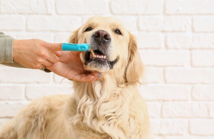 Consejos para el cuidado dental de nuestros perros