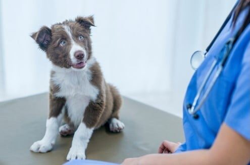 28 de Febrero: Día Mundial de la Esterilización Animal