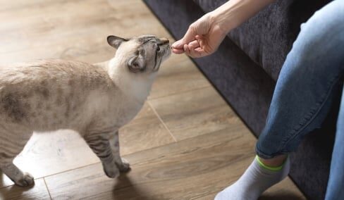 Descubre cómo hacer golosinas caseras y saludables para gatos