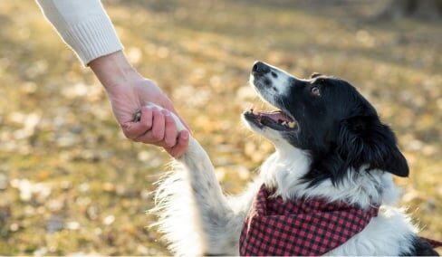 Consejos para enseñarle trucos a tu perro