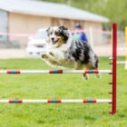 Agility para perros: qué es y beneficios Agility para perros: qué es y beneficios