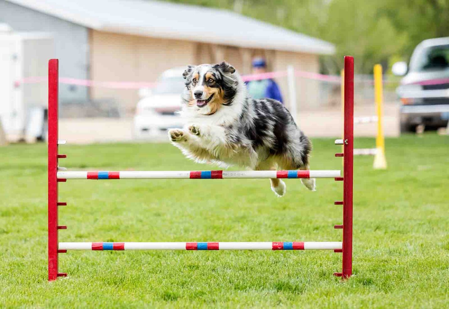 Agility para perros: qué es y beneficios Agility para perros: qué es y beneficios