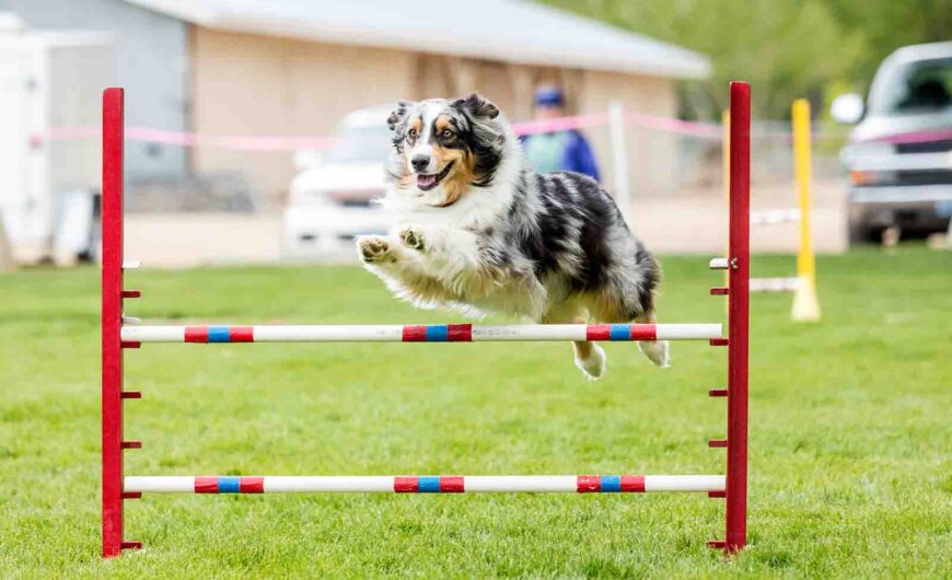 Agility para perros: qué es y beneficios