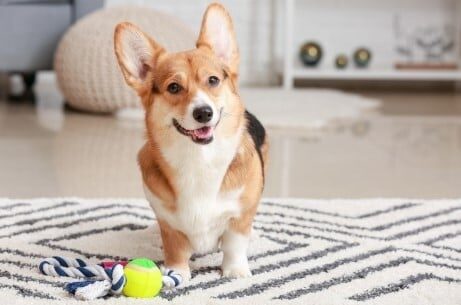 Cómo hacer juguetes para perros en casa