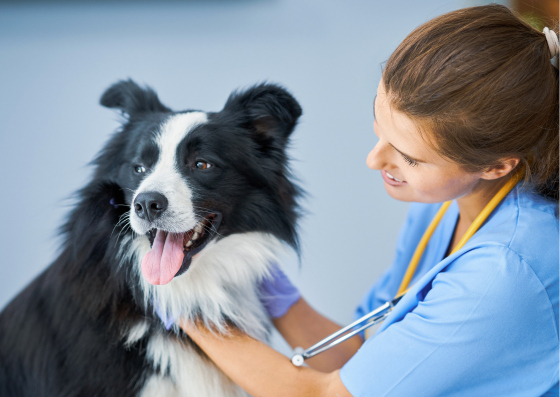 Empleo veterinario 2024: Perspectivas y tendencias en España