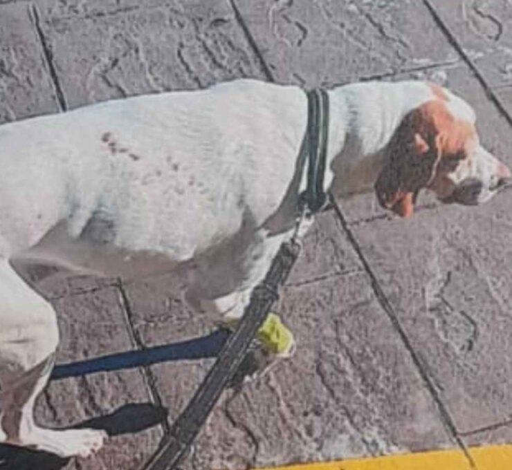 Mivet Manresa informa sobre la fuga de una mascota hospitalizada