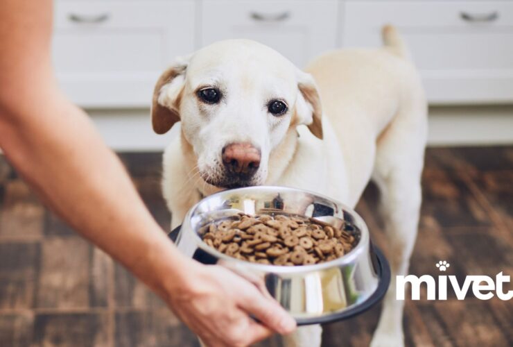 Tabla de Porciones de Alimentos para Cachorros: Guía de Alimentación