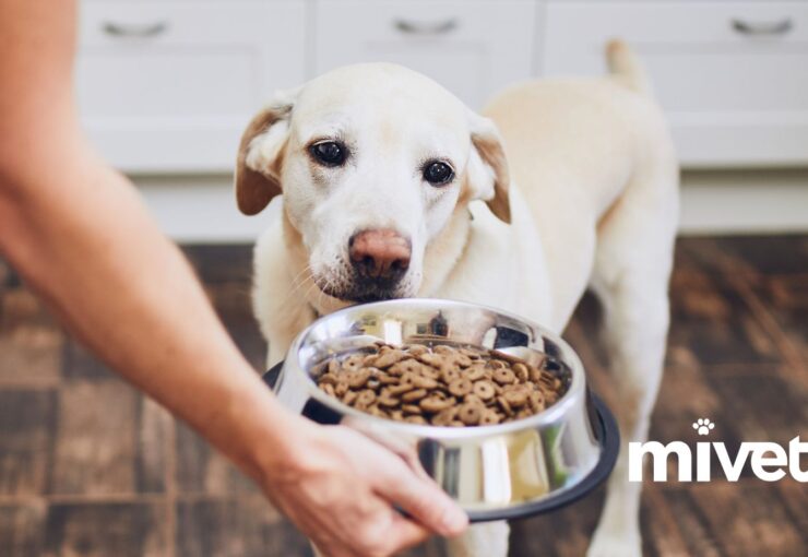 Tabla de Porciones de Alimentos para Cachorros: Guía de Alimentación