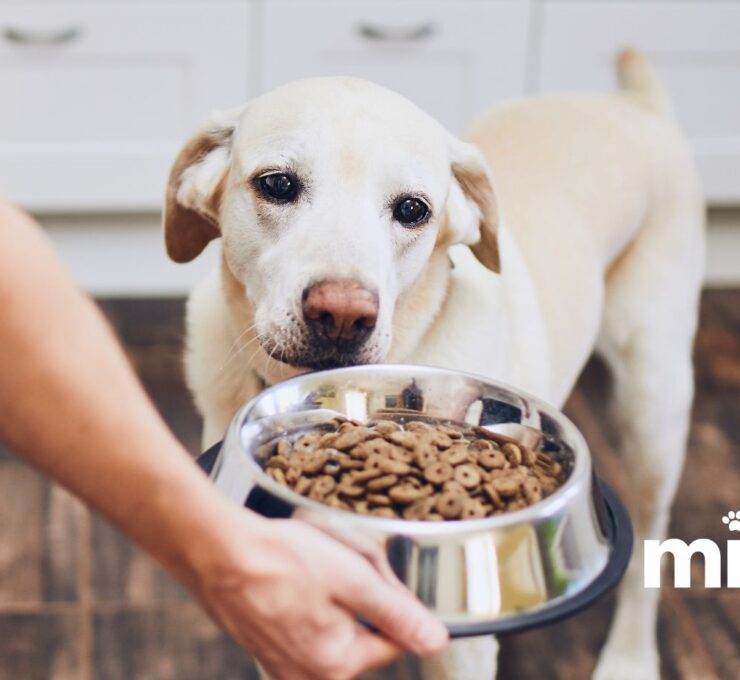 Tabla de Porciones de Alimentos para Cachorros: Guía de Alimentación