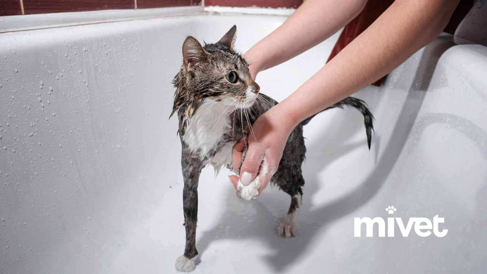 Consejos para bañar a tu gato