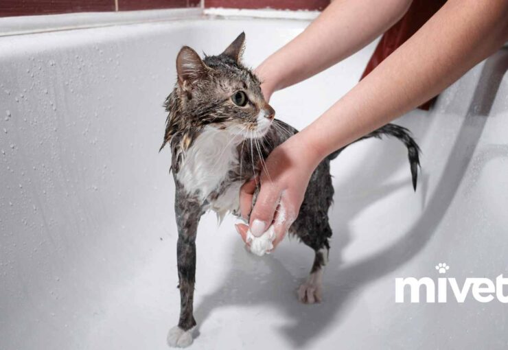 Consejos para bañar a tu gato