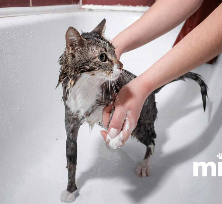 Consejos para bañar a tu gato