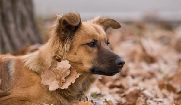 Atención veterinaria 24 horas en Torrelavega Cantabria: cuidamos de tu mascota día y noche