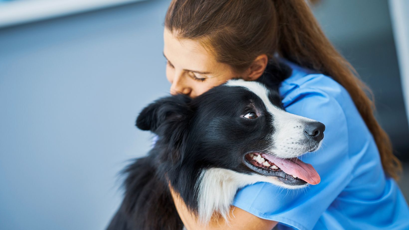 Atención veterinaria 24 horas en Bilbao : cuidamos de tu mascota día y noche