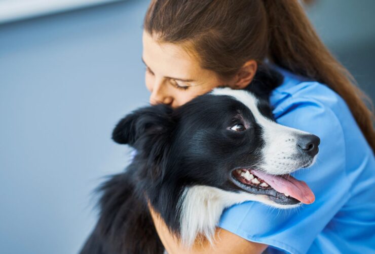 Atención veterinaria 24 horas en Bilbao : cuidamos de tu mascota día y noche