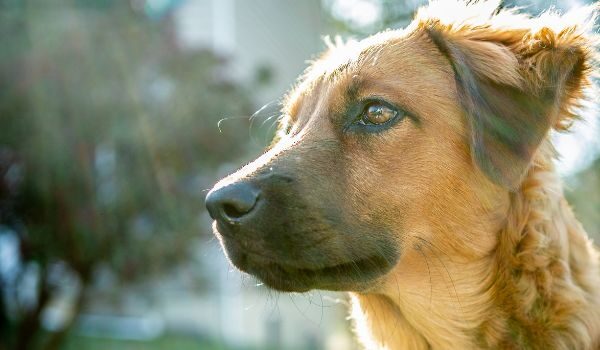 Atención veterinaria 24 horas en Mataró : cuidamos de tu mascota día y noche