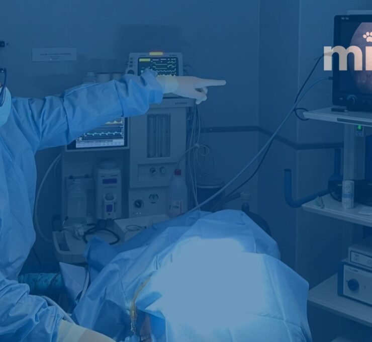 Descubre el Programa New Talent de MiVet: Impulsa tu carrera veterinaria