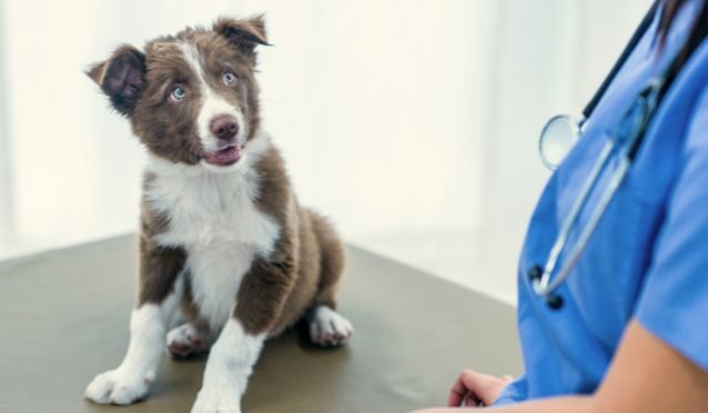 Estas son las 3 mejores clínicas veterinarias que encontrarás en Bilbao