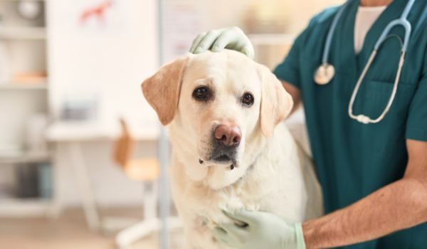 Estas son las 6 mejores clínicas veterinarias en A Coruña