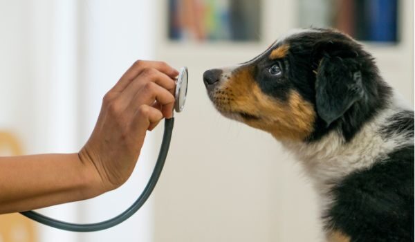 Los mejores centros veterinarios en Manresa