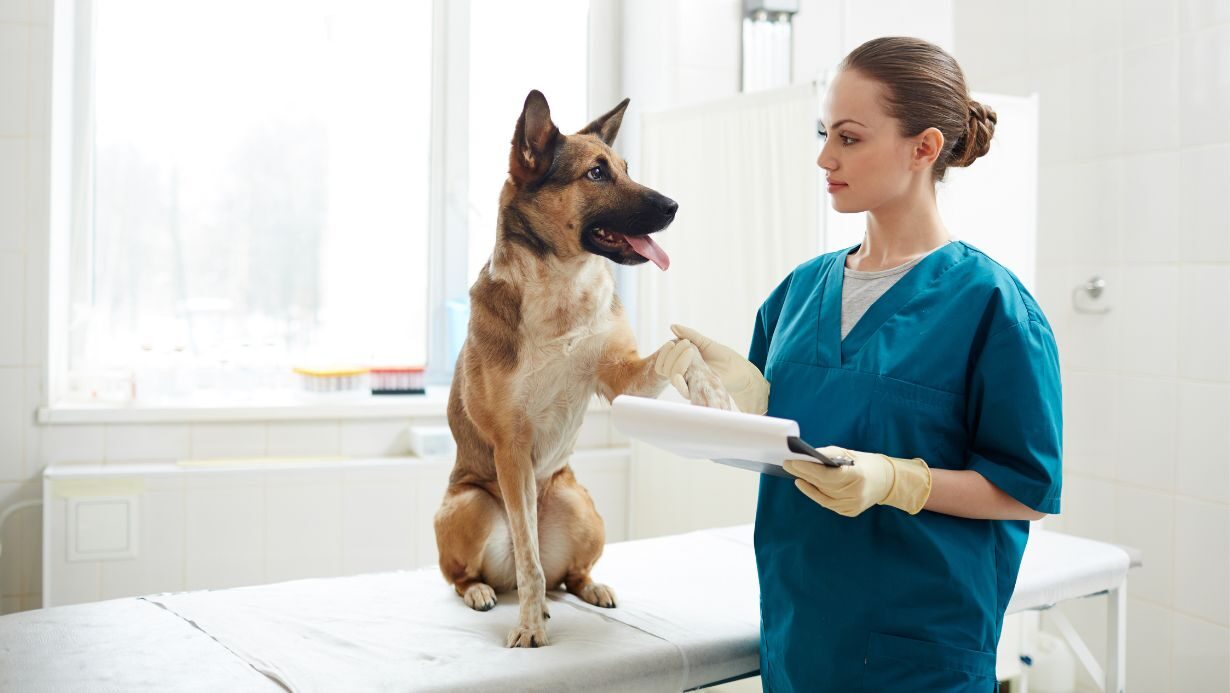 Descubre las mejores clínicas veterinarias en Valencia