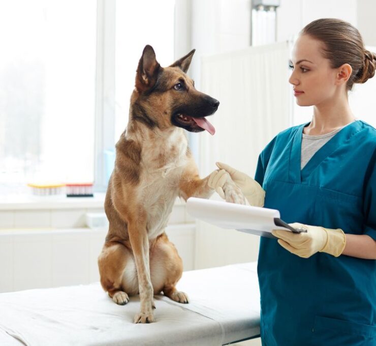 Descubre las mejores clínicas veterinarias en Valencia