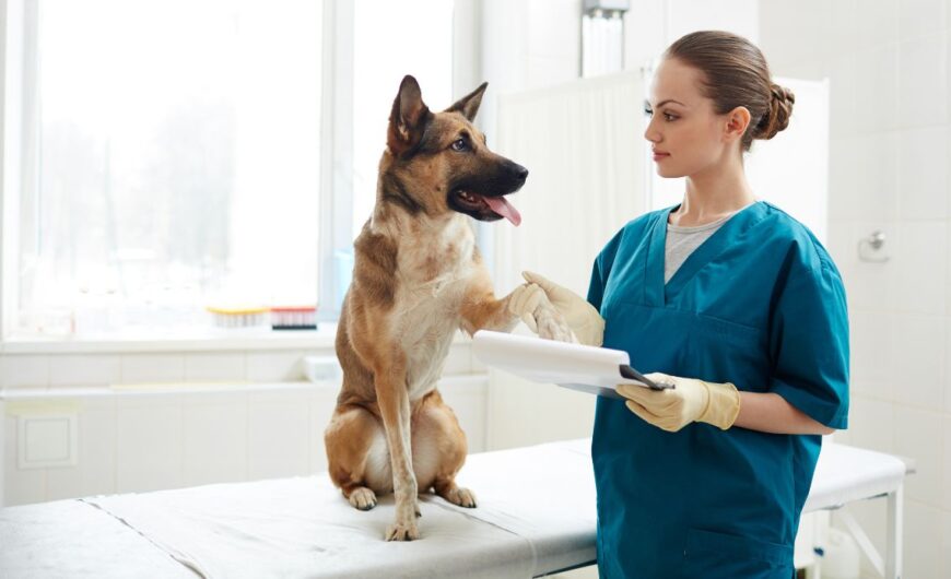 Descubre las mejores clínicas veterinarias en Valencia