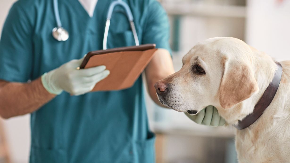 Estos son los centros veterinarios mejor valorados en Catarroja