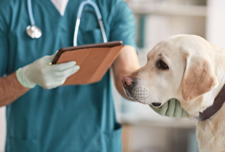 Estos son los centros veterinarios mejor valorados en Catarroja