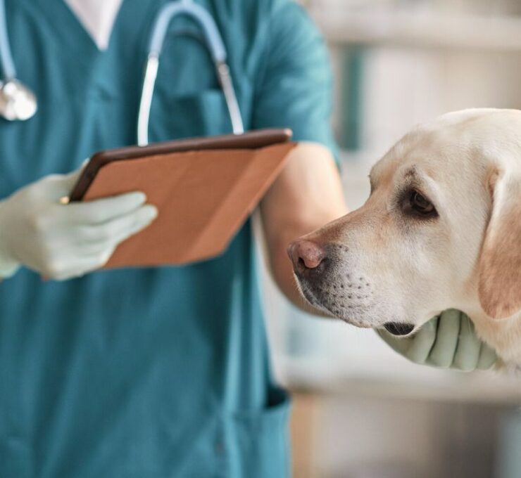 Estos son los centros veterinarios mejor valorados en Catarroja