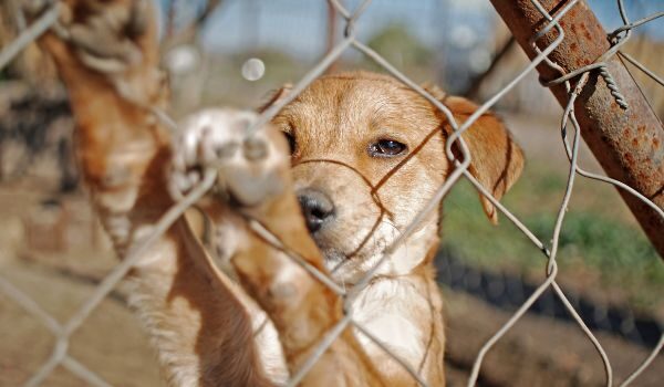 Descubre las 4 mejores protectoras de animales en Palma de Mallorca