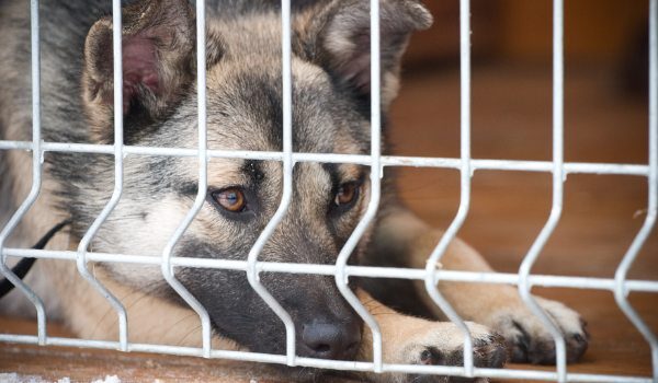 Protectoras donde adoptar perros y gatos en Barakaldo