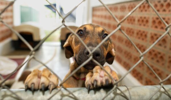 Las mejores protectoras donde adoptar perros en Manacor