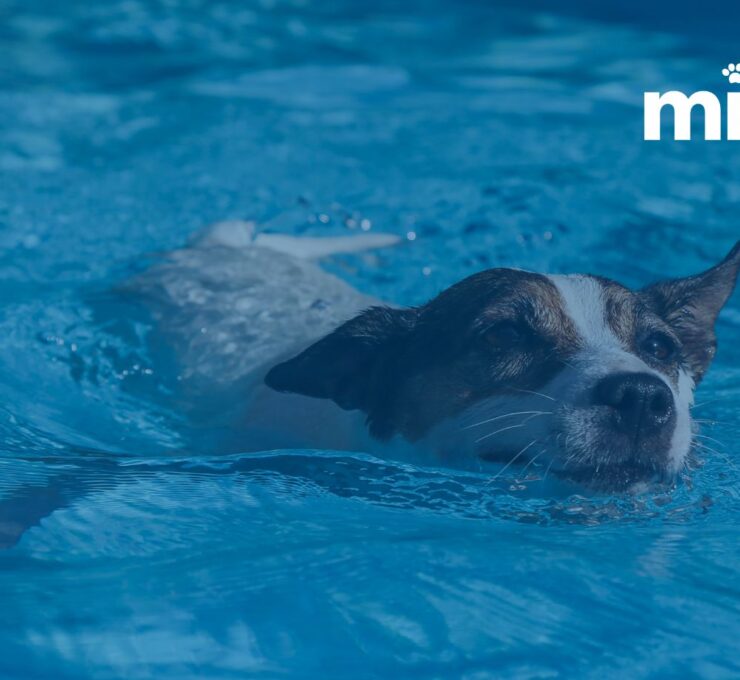 Descubre los mejores parques acuáticos para perros: Disfruta al máximo del verano junto a tu mascota