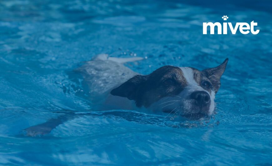 Descubre los mejores parques acuáticos para perros: Disfruta al máximo del verano junto a tu mascota