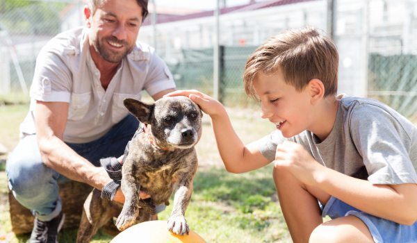 Estas son las mejores protectoras de animales que hay en Alcúdia