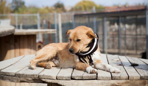 Estas son las protectoras de animales que encontrarás en Córdoba